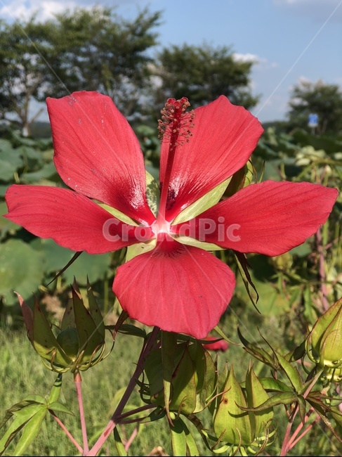 꽃,붉은꽃,여름,연못,자연,식물,flower,flowers,red,plants,pond,summer