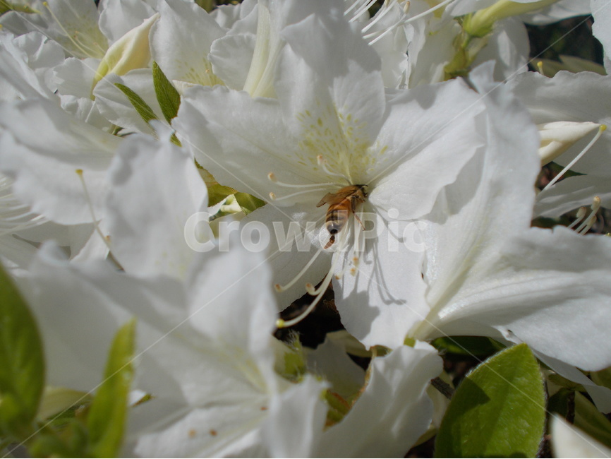 꿀벌,근면,사회,꽃,꽃가루,흰색,식물,자연,plants,nature,꽃,flower,동물,animal,곤충,벌레,insect,bug