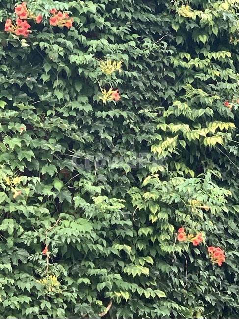 담쟁이,초록,배경,잎사귀,식물