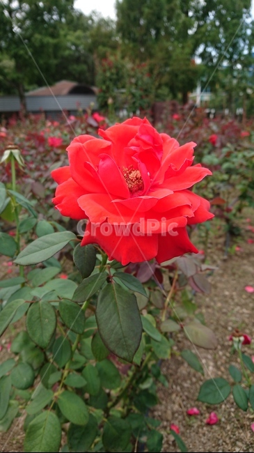 flower,rose,장미,꽃,식물,식물,자연,plants,nature,꽃,flower