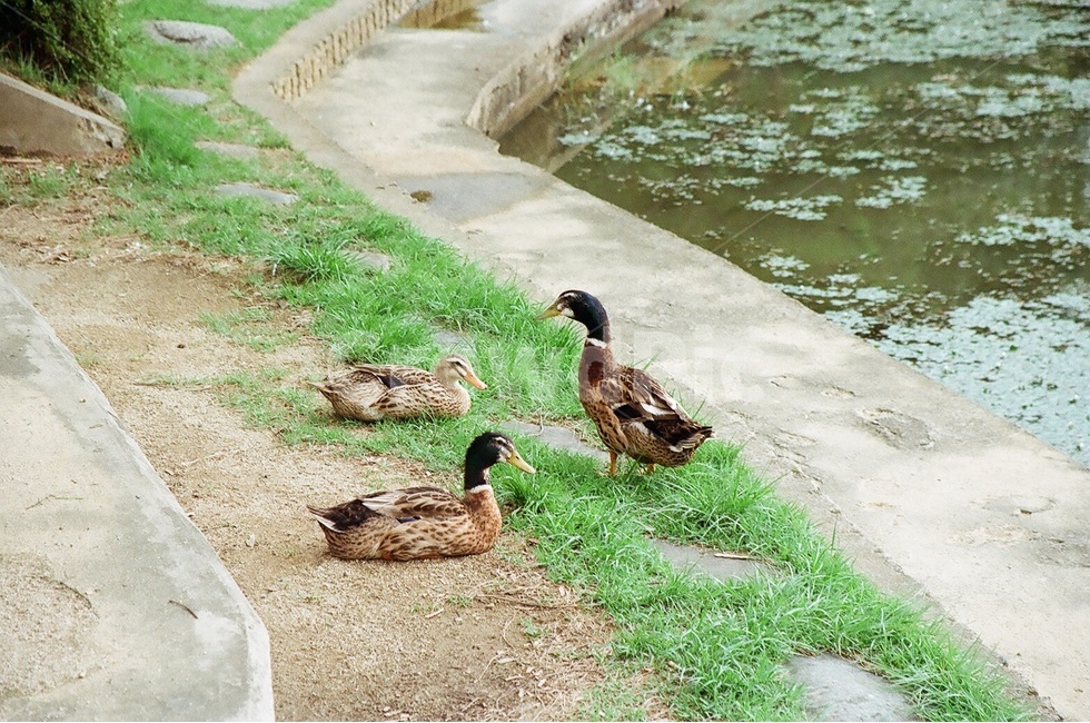 오리,청둥오리,휴식,호수,동물,조류,동물,animal,조류,새,birds