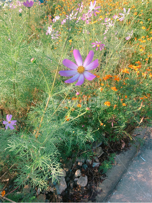 코스모스,국화,blossom,flower,꽃,식물,plant,petal