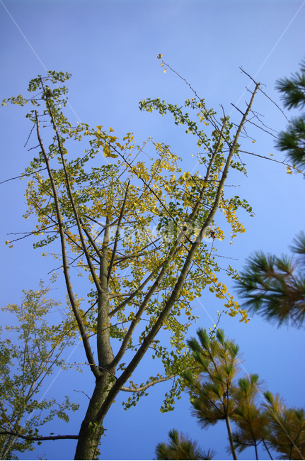 은행나무,하늘,나무,식물,plant,잎,가을,가을,계절,fall,autumn,season,식물,자연,plants,nature,나무,trees,wood,tree