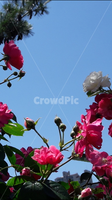 2018서울장미축제,빨간장미,하늘,열렬히사랑합니다,더위,식물,자연,plants,nature,꽃,flower
