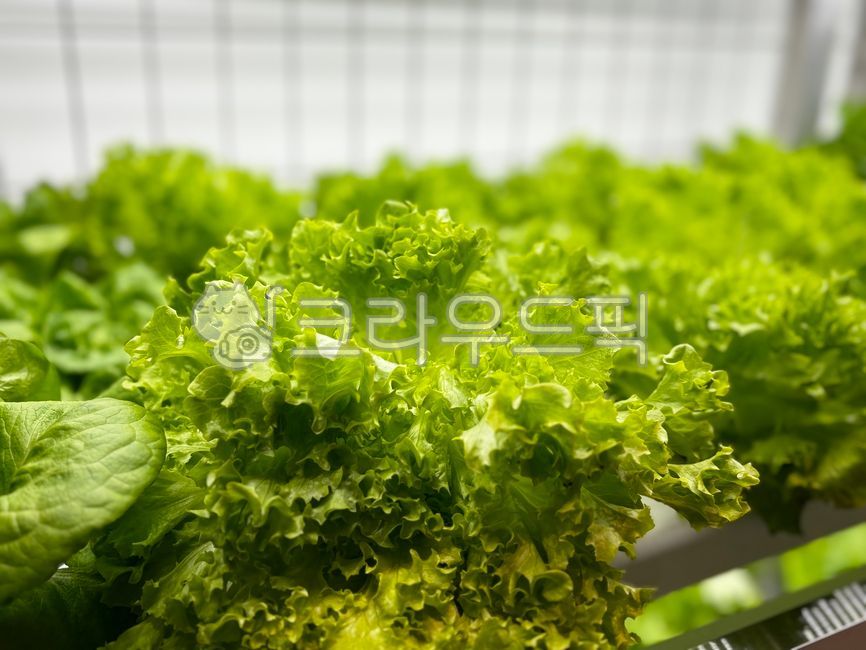 food, 음식, lettuce, 상추, vegetable, 사진,이미지,일러스트,캘리그라피 - 낭만작가작가