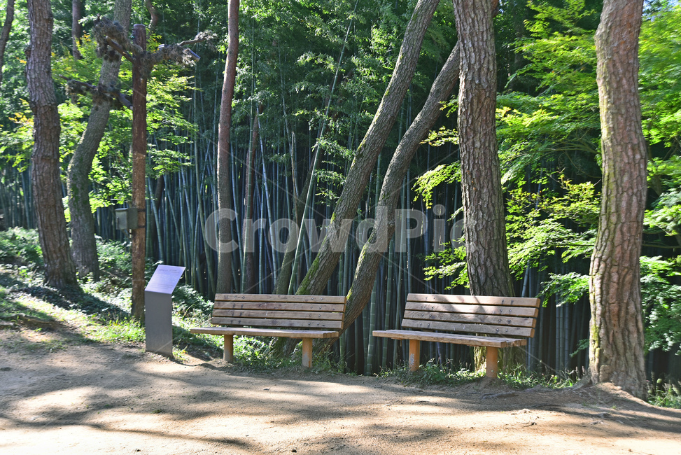 소나무,공원,벤치,힐링,의자,나무의자,숲,고목,나무,forest,pinetree,bench,쉼터,휴식,bamboogrove,대나무숲,침엽수,한적한,인적없는,환경,식물,자연,plants,nature,나무,trees,wood