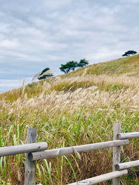 handrail,railing,난간,plant,식물,grass,banister,자연,한국자연풍경,한국자연관광,민둥산,하늘,억새,갈대,날씨,구름,가을,산,자연,풍경,nature,landscape,잔디