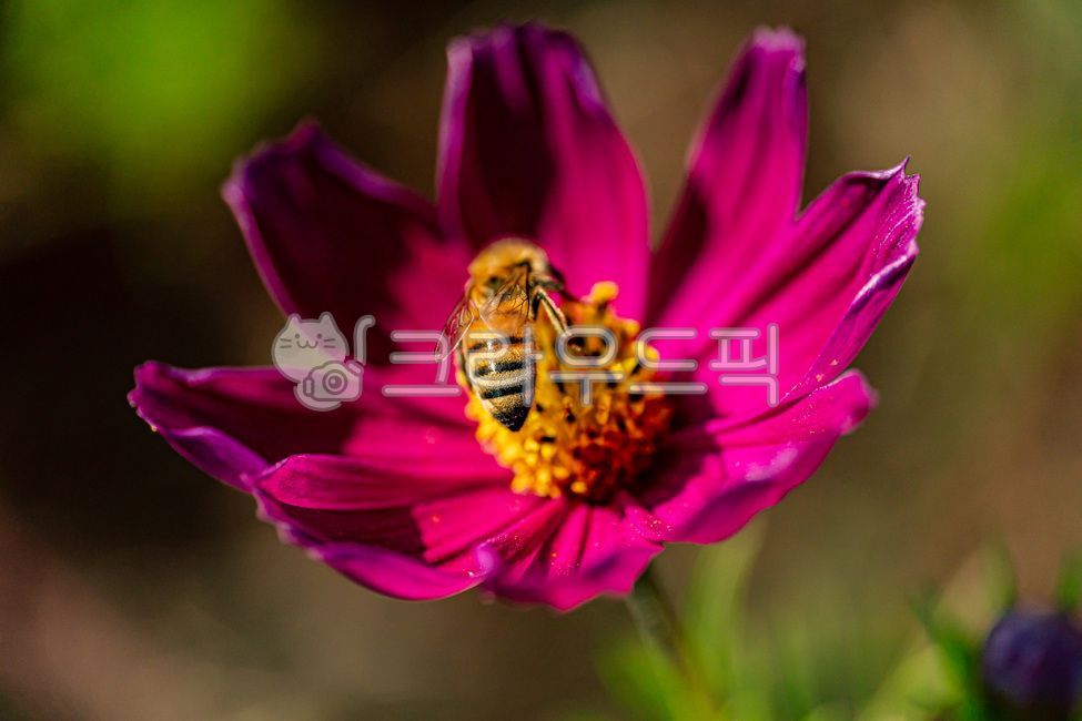bee,floralleaf,apidae,wasp,bugs,petal,fall,plants,affix,insect,fall flowers,invertebrate,macro,nature,cosmos,honeybee,flower,closeup,bug,october,autumn,hornet,invertebrates