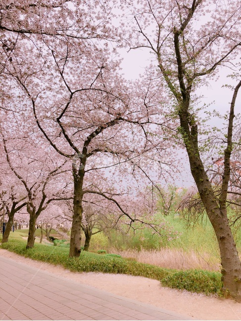 벚꽃,꽃,나무,풀,풍경,flower,tree,green,pink,cherryblossom