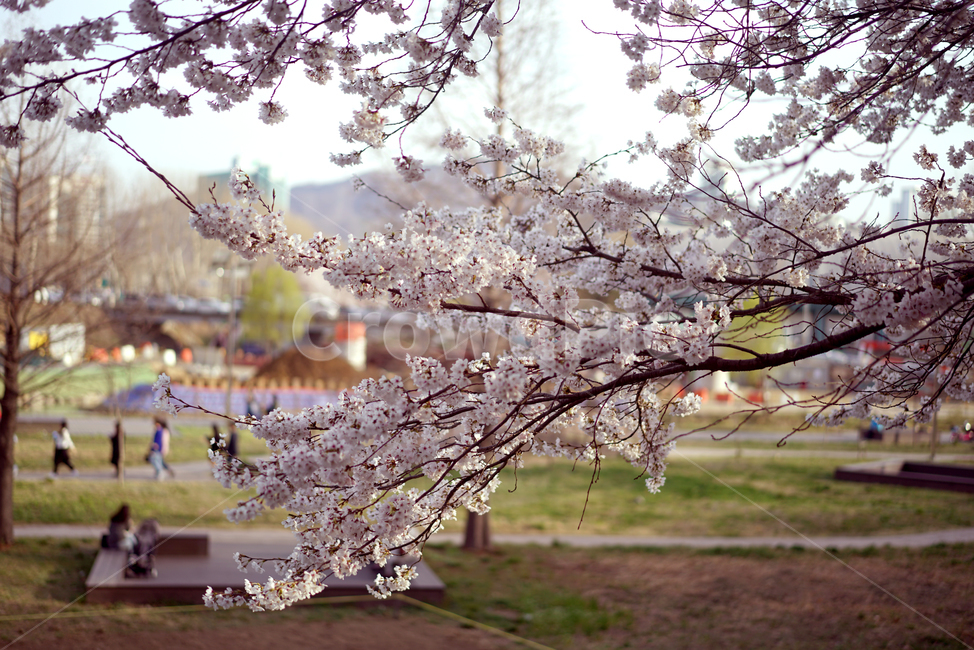 봄,봄꽃,봄날,벚꽃,소풍,꽃,봄,계절,spring,season,식물,자연,plants,nature,꽃,flower,plant,blossom