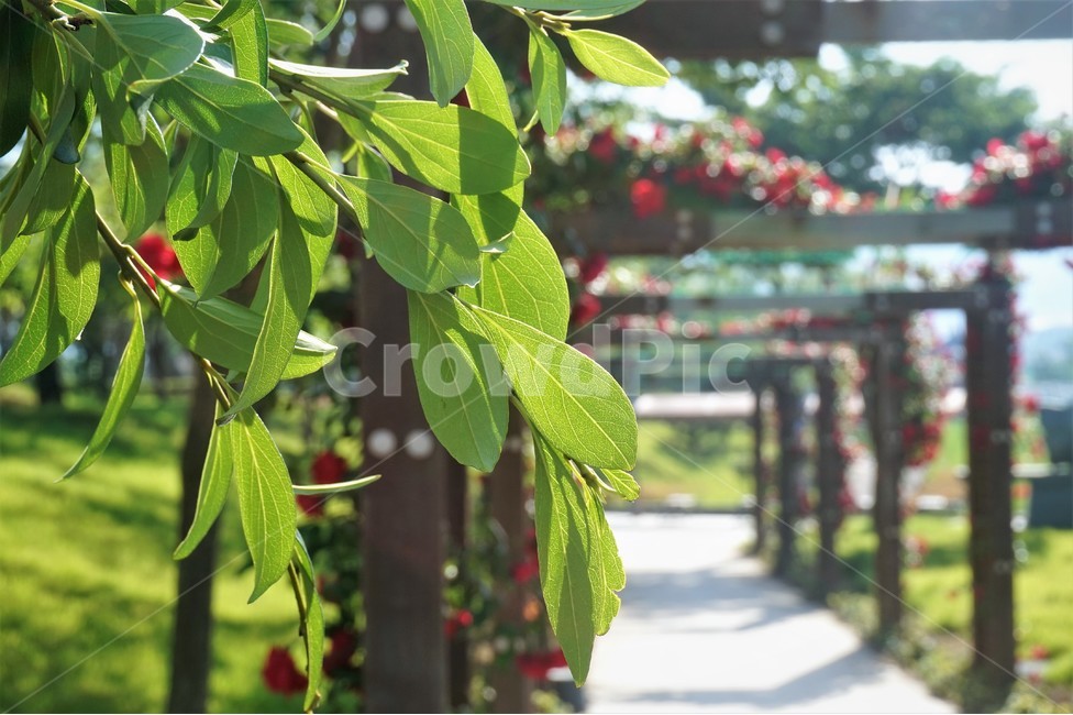 공원,park,꽃,장미,rose,여름,flower,식물,자연,plants,nature
