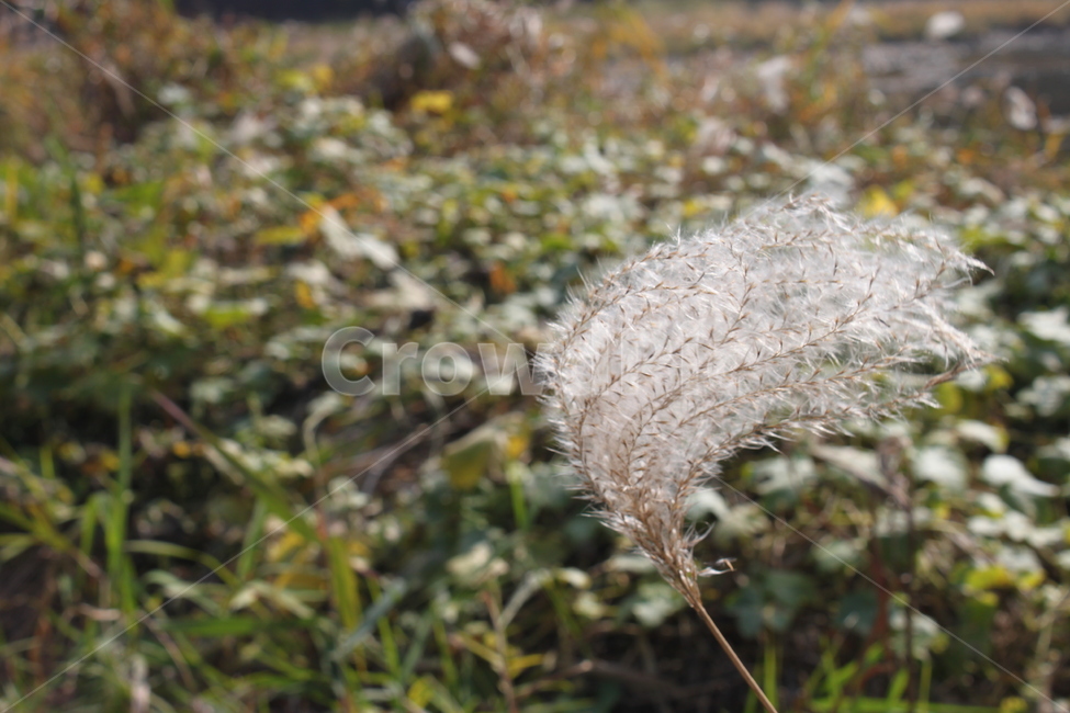 살랑살랑,근접,풀,자연,사랑,여유,힐링,이미지,image,사진,photo,추억,camera,여행,travel,memory,촬영,shooting,취미hoddy,일상,everydaylife,생각,색감,색깔,반짝,식물,자연,plants,nature