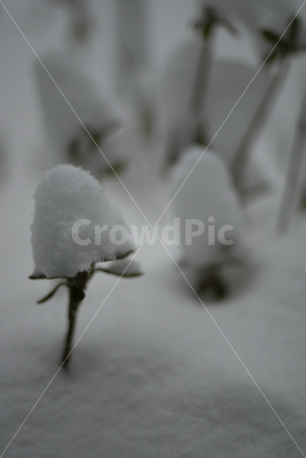 Winter,warmth,snow,snowflakes,silently falling snow