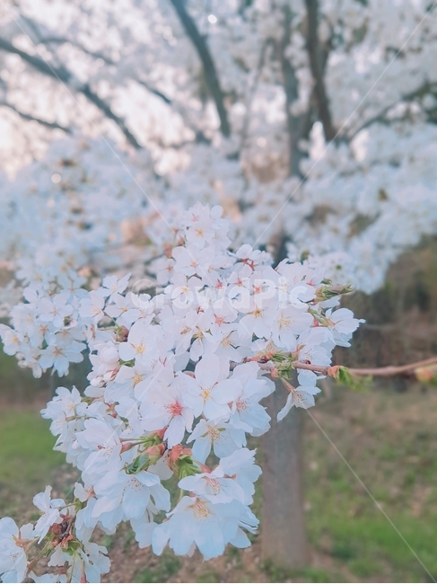벚꽃,자연,꽃,봄,봄꽃