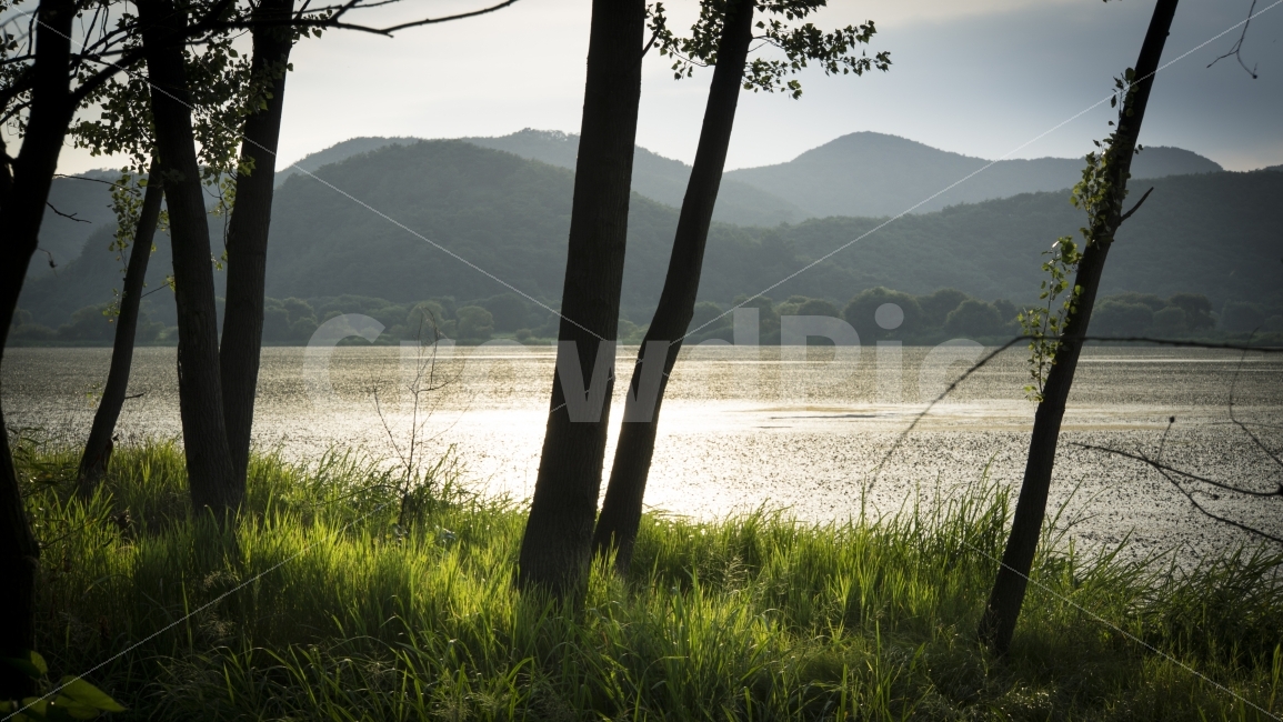 석양,여름,여행,우포늪,자연,창녕,풍경,tree,자연,풍경,nature,landscape,여름,계절,summer,season,나무,plant,식물