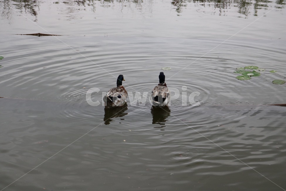 오리,청둥오리,동물,물,수영,자연,duck,mallard,animal,water,swimming,nature,ahiru,magamo,doubutsu,mizu,suiei,동물,animal,조류,새,birds