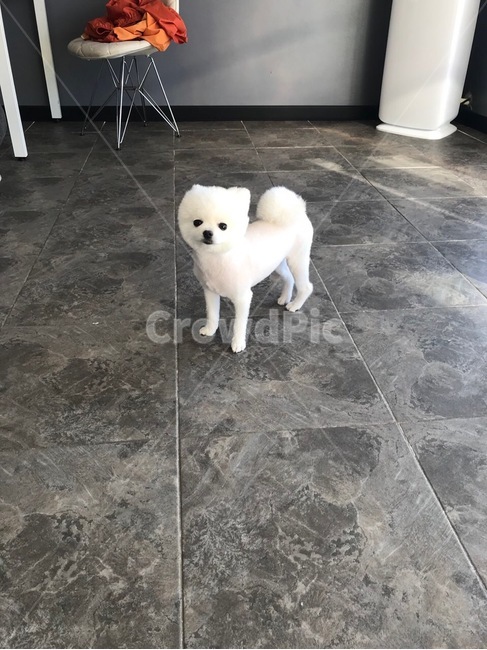 강아지,dog,pet,애완견,포메라니안,화이트포메라니안,화이트포메,동물,animal,포유류,mammal,개,강아지,dog,doggy