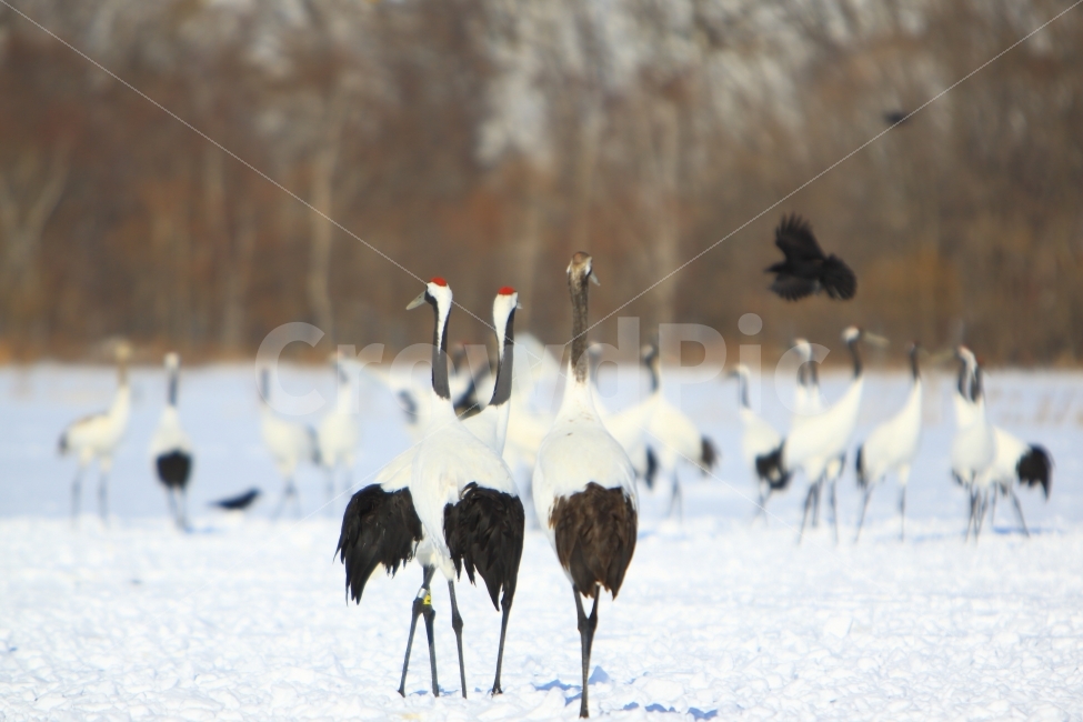홋카이도,두루미,가족,겨울,쿠시로,동물,조류,눈,겨울,계절,winter,season,동물,animal,조류,새,birds