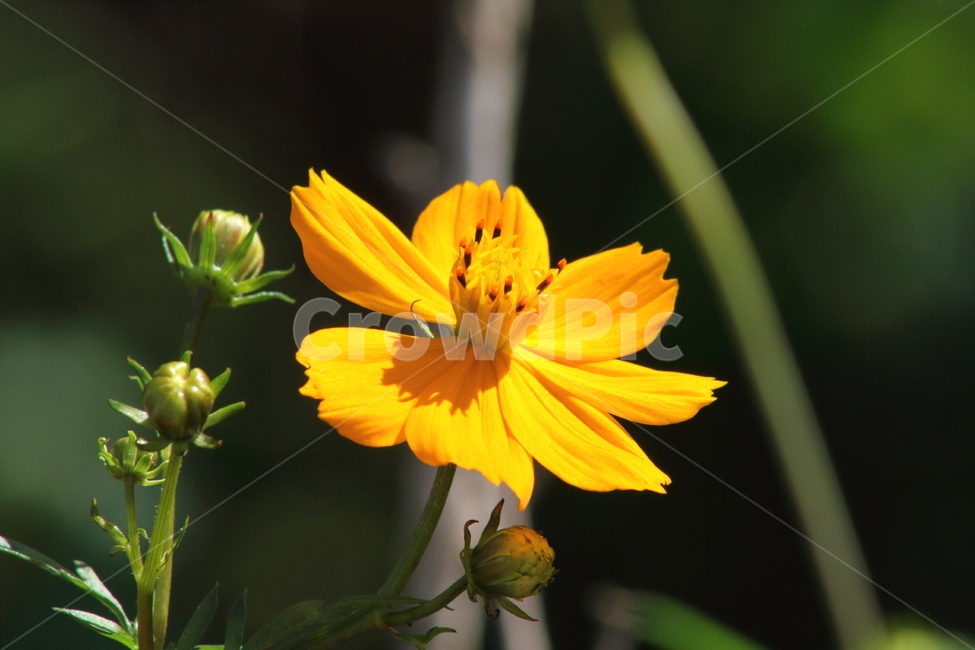 노랑코스모스,황화코스모스,꽃,가을,yellowcosmos,식물,자연,plants,nature,꽃,flower