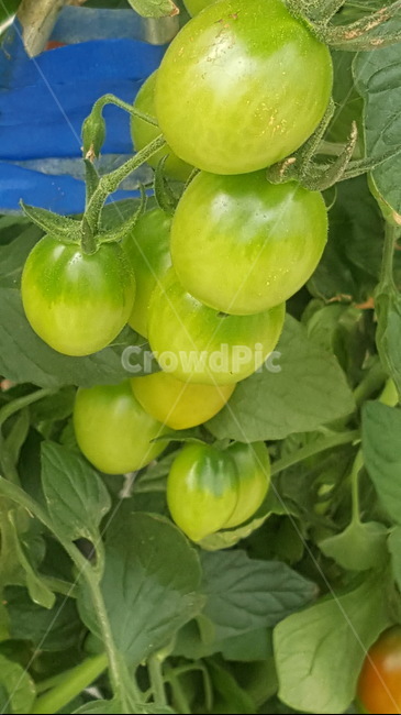 녹색,토마토,끝없는,큰농장,식물,근접토마토