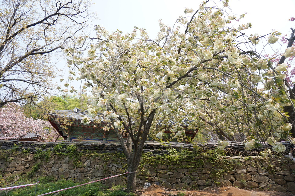 청벚꽃,꽃,봄,맑음,풍경,봄,계절,spring,season,식물,자연,plants,nature,꽃,flower,plant,tree,나무