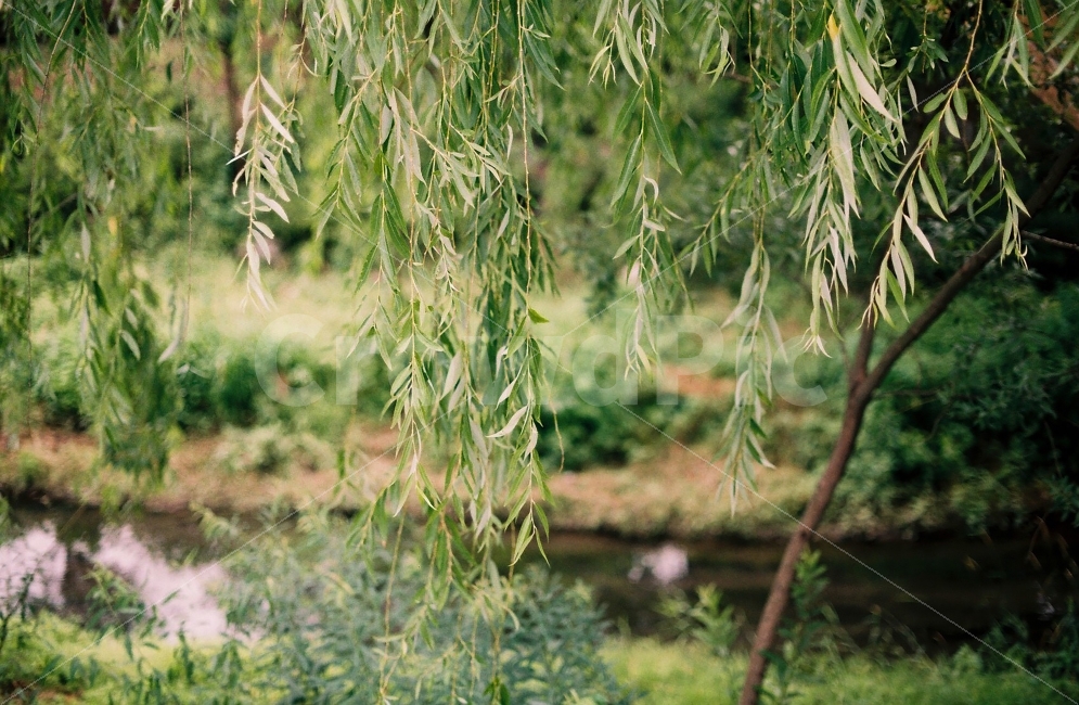 자연,나무,하천,녹색,필름카메라,물,필름사진,자연,풍경,nature,landscape,여름,계절,summer,season,tree,plant,식물