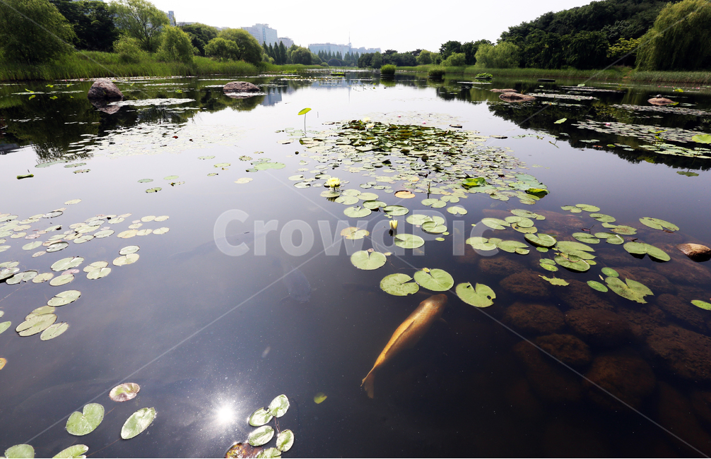 일산호수공원,잉어,고양시,호수공원,습지,자연,자연,풍경,nature,landscape,한국자연풍경,한국자연경관,korea nature landscape,동물,animal,어류,물고기,fish,outdoors,옥외,land,땅,water,물,plant,식물