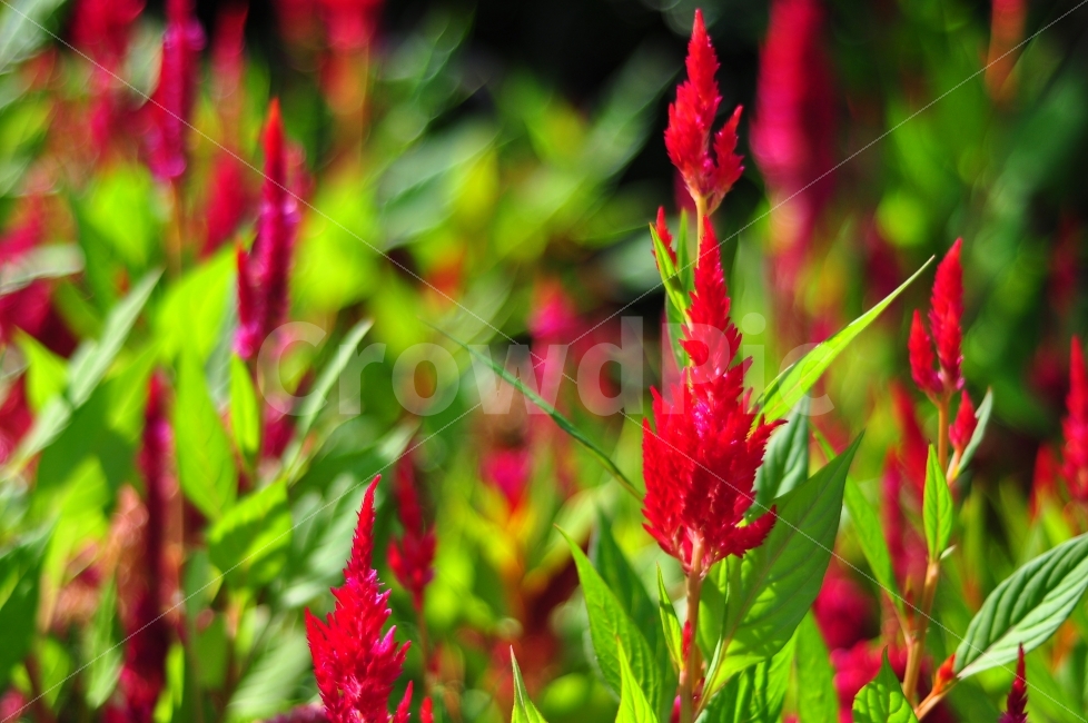 어린이대공원,꽃,꽃밭,빨간색,자연,식물,계절,공원,childrensgrandpark,grandpark,park,flowers,flowergarden,garden,nature,plants,season,식물,자연,plants,nature,꽃,flower