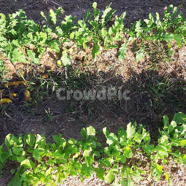 plant,식물,잎,텃밭,열무,식물,자연,plants,nature,채소,야채,vegetables