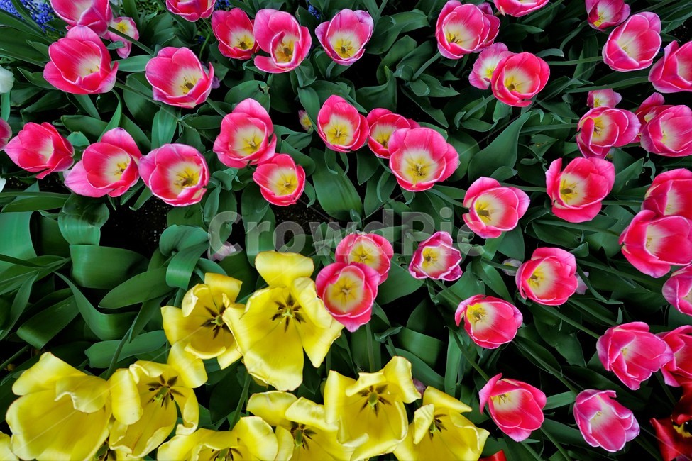 튤립,봄,bloom,꽃,식물,자연,화사함,꽃향기,tulip,colorful,floral,flower,gardenflowers,happymind,life,nature,plant,spring봄,spring,식물,자연,plants,nature,꽃,flower