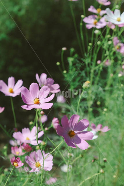 코스모스,가을,계절,꽃,감성사진,가을,계절,fall,autumn,season,식물,자연,plants,nature,꽃,flower,감성,sensible,feeling,plant,geranium,제라늄,blossom