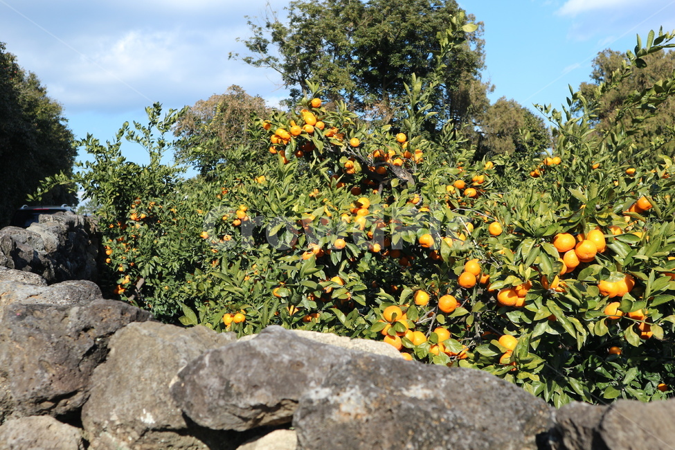 한라봉,돌담,감귤,과수원,제주,풍경,맑은,상쾌한,dekopon,orange,tangerine,clear,landscape,jeju,korea