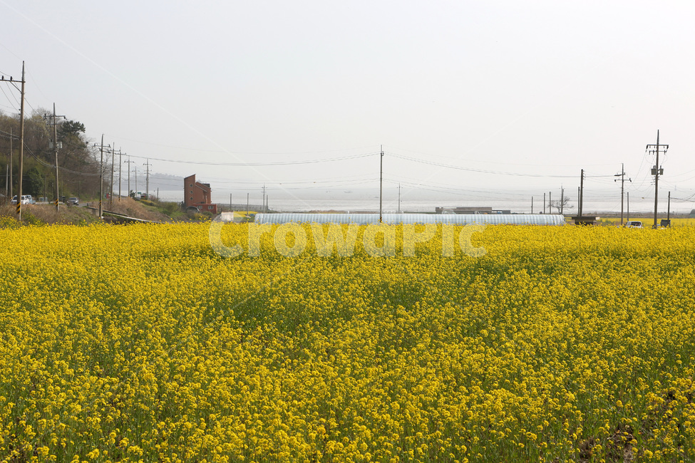 풍경,유채꽃,봄,노란색,남녘의봄,봄,계절,spring,season,자연,풍경,nature,landscape,outdoors,옥외,grassland,목초지,field,들,farm,농장,rural,농촌,meadow