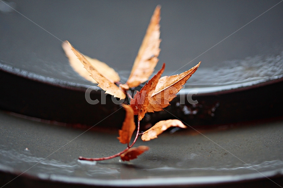 단풍,낙엽,가을,울긋불긋,나무잎,잎,식물,자연,가을,계절,fall,autumn,season,식물,자연,plants,nature