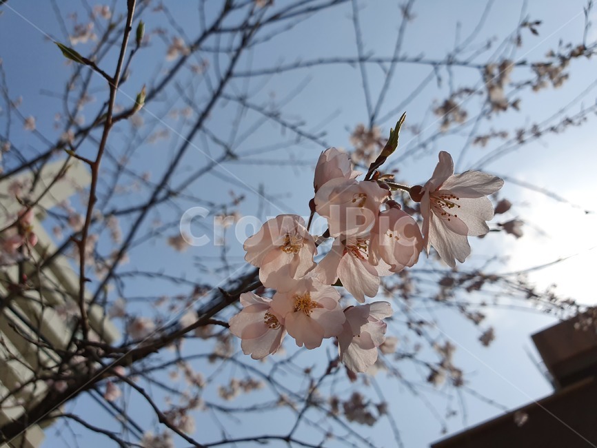 꽃,나무,벚꽃,하늘,역광,flower,blossom