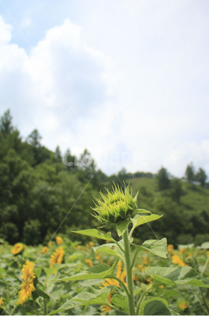 plant,식물,flower,꽃,blossom,해바라기,sunflower,노란,초록,노랑,파랑,파란,yellow,green,blue,식물,자연,plants,nature,꽃,flower