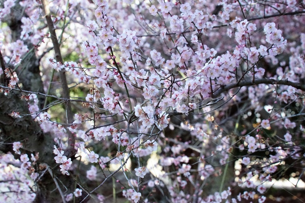 봄,매화,식물,자연,계절,분홍,흰색,flower,spring,season,nature,나무,trees,화사함,아름다움,매실,매화꽃,pink,white,봄,계절,spring,season,식물,자연,plants,nature,꽃,flower,plant,blossom