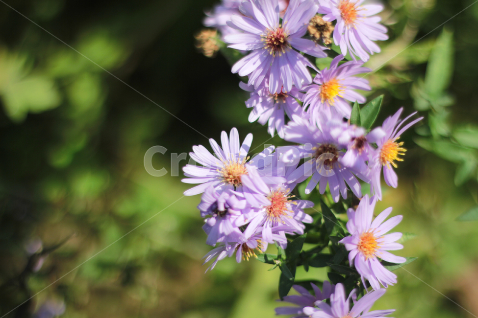 plant,식물,국화,들국화,camomile,chrysanthemum,식물,자연,plants,nature