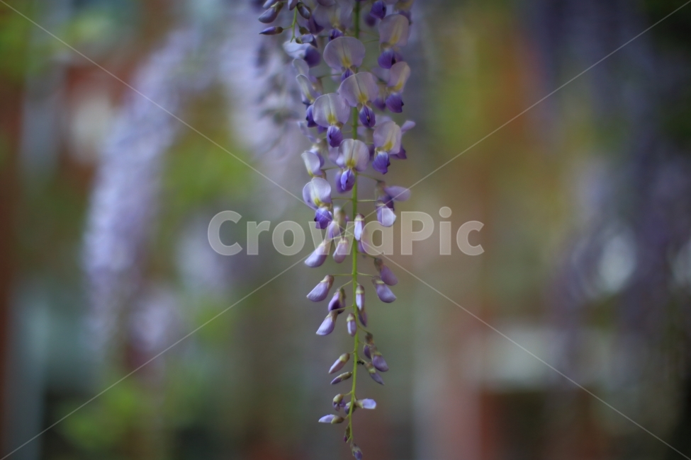 접사,등나무꽃,보라색꽃,풍경,봄,봄,계절,spring,season,식물,자연,plants,nature,꽃,flower,plant,blossom