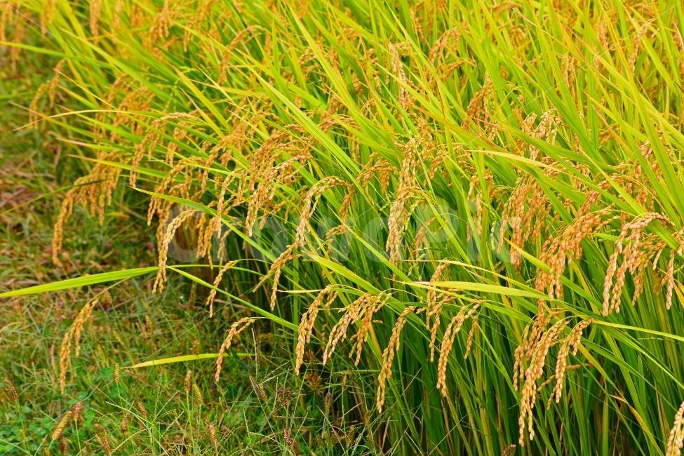 벼,쌀,논농사,풍년,가을,들녘,들판,시즌,계,한국적,풍경,leaf,season,시안,디자인,디자이너,출판,편집,책자,서적,사보,카다로그,콘텐츠,리플렛,브로셔,컨셉,콘셉,컨셉트,모바일,팝업,전단,광고,sns,ebook,웹,마케팅,마켓팅,9월,10월,plants,korean,식물,음식,배경,바탕,백그라운드,background,홈쇼핑,시골,농촌,야외,마트,농산물,양식,탄수화물,밥,주식,식량,곡식,알곡,황금빛,금빛,그린,노랑색,골든,golden,우리것,이삭,식물,자연,plants,nature,곡류,곡식,cereals,산업,industry,industrial,농업,농사,agriculture,farming,farming industry