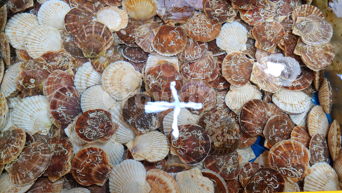 수산물,해산물,가리비,해물,패류,조개,어패류,바다생물,seafood,food,식재료,음식,푸드,식자재,배경,바탕,백그라운드,어시장,생물,수산시장