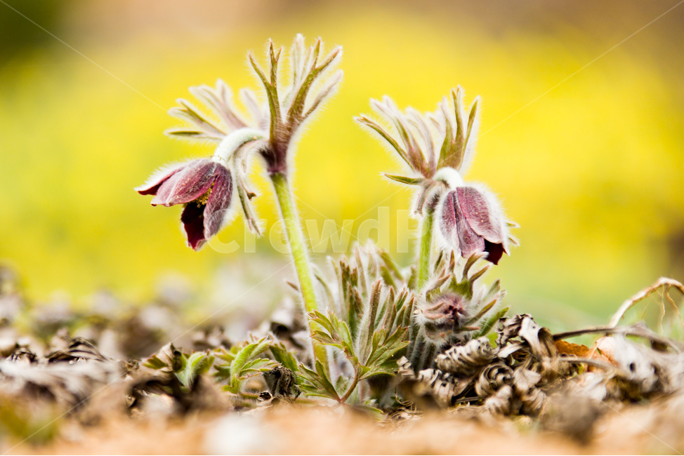 봄,꽃,할미꽃,자연,붉은색,봄,계절,spring,season,식물,자연,plants,nature,꽃,flower
