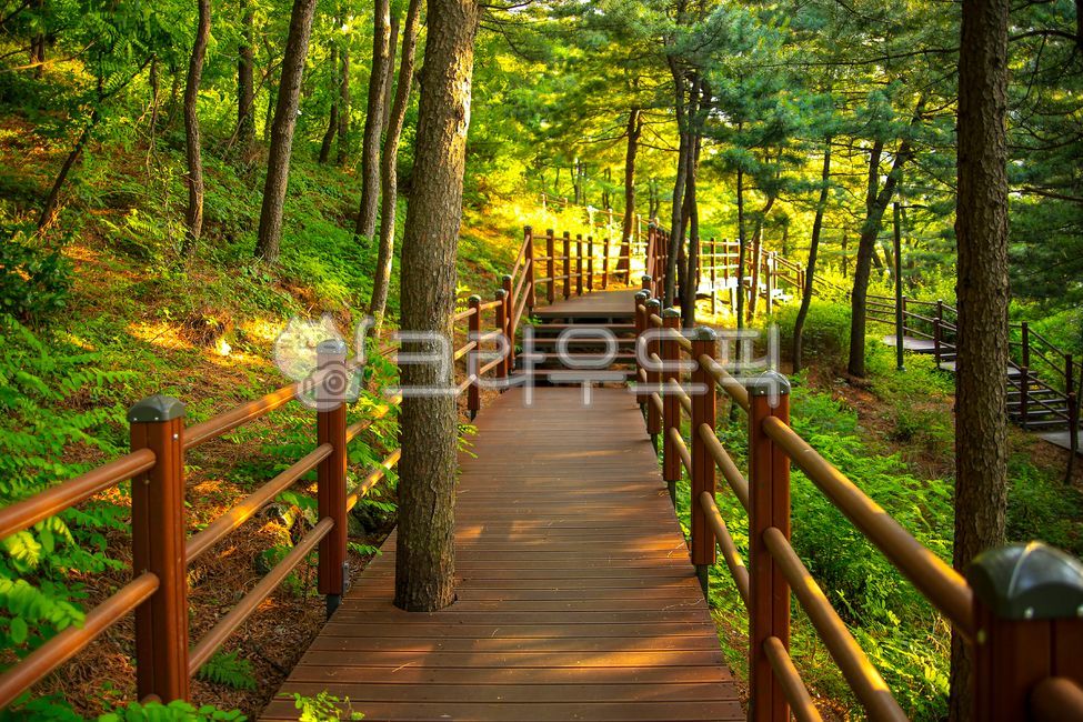 forest,handrail,nature,stairs,trees,trail,outdoors,Gaeunsan Mountain,railing,plants,bushes,bridge,boardwalk,park