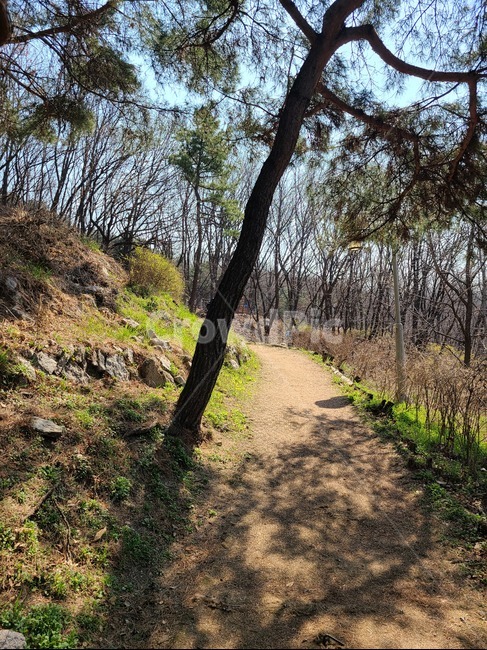 나무,treetrunk,산길,개운산,등산로