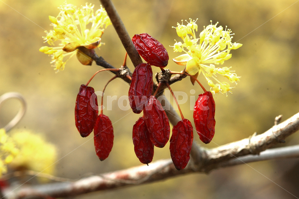 plant,식물,tree,나무,봄,산수유,꽃,열매,자연,nature,약초,식물,자연,plants,nature