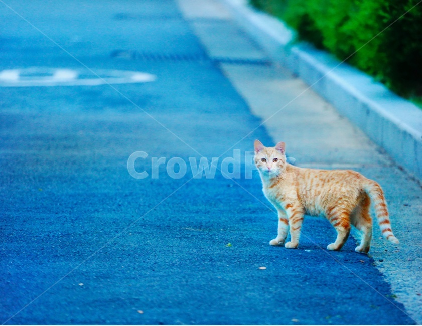 boundary,solo photo,cat,yellow,stripe,cuteness,animal,early evening