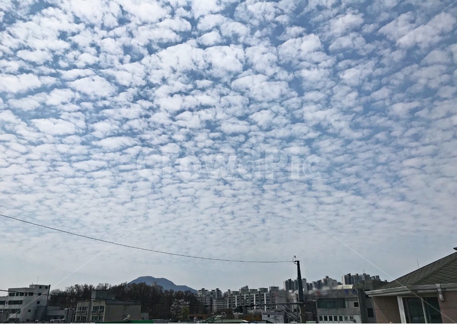 구름,양구름,낮,하늘,양떼구름