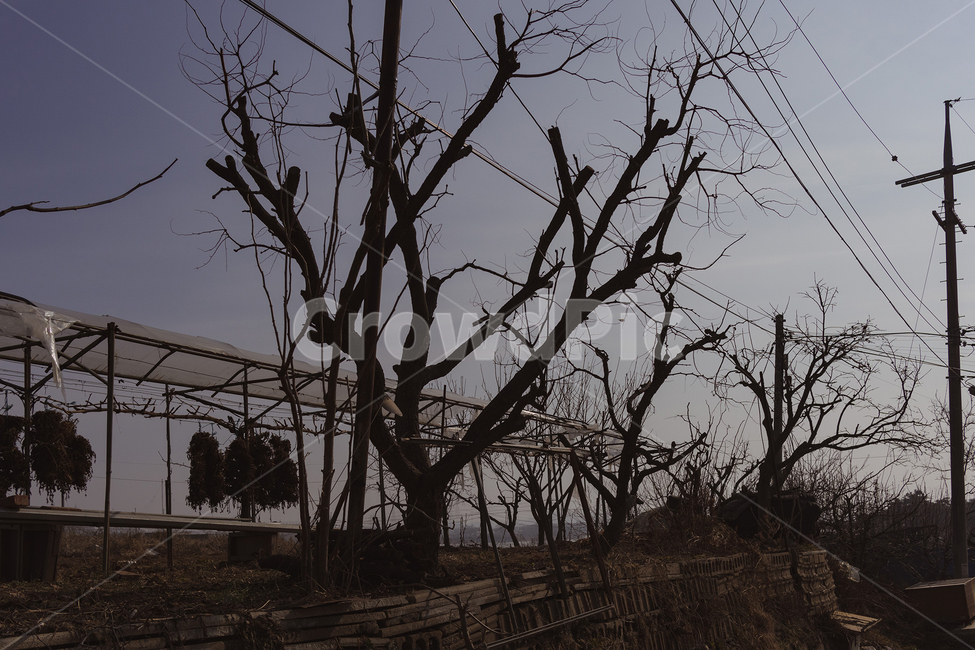plant,식물,tree,나무,treetrunk,나무줄기,nature,자연,outdoors,옥외,landscape