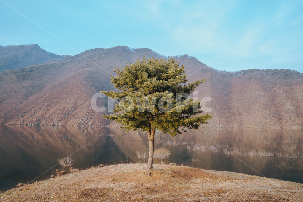 감성,나무,하늘,풍경,옥천,자역,식물,식물,자연,plants,nature,나무,trees,wood