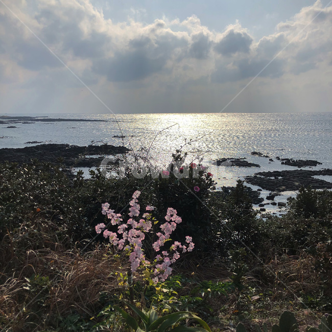 제주도,하늘,바다,꽃,하모해수욕장
